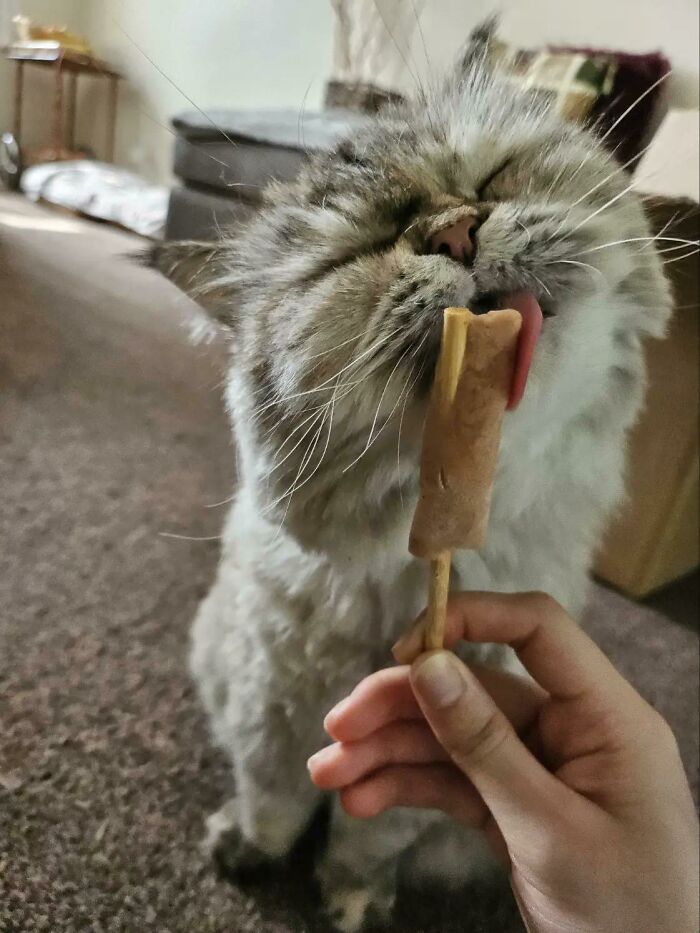 Fluffy cat enjoying a snack lick held by hand indoors