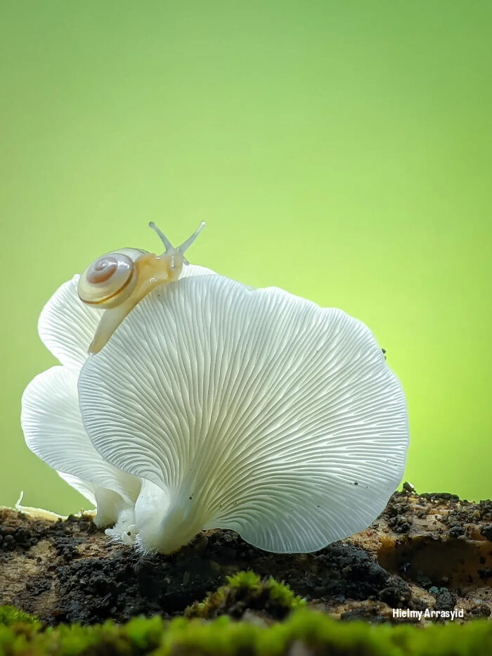 A small snail on a white mushroom, showcasing detailed insect photos captured using only a smartphone.