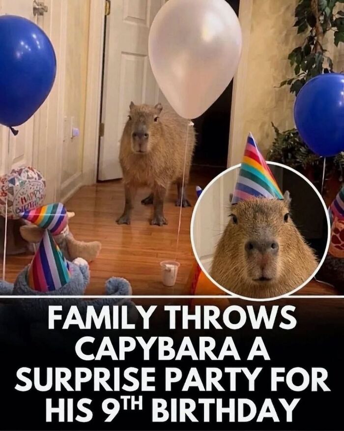 25 Funny And Wholesome Capybara Stories Shared By This Page That Prove These Giant Rodents Are The Internet’s Favorite Animals