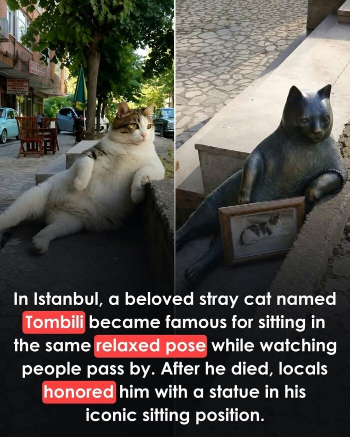 26 Animal Stories So Wholesome, They Might Just Be The Best Thing You See Today