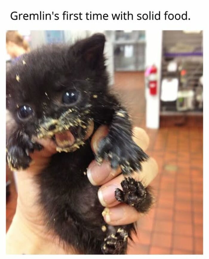 Amusing cat memes depict a tiny black kitten with food all over its face, having its first solid meal.