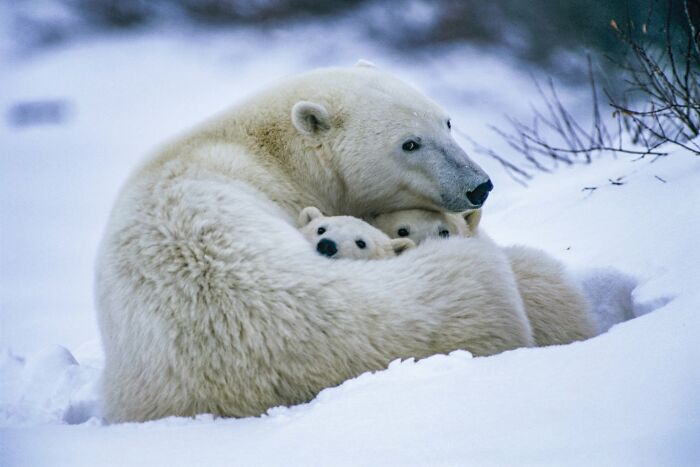 These Stunning Wildlife Photos From Sealegacy Show Why Our Planet Is Worth Protecting (45 Pics)