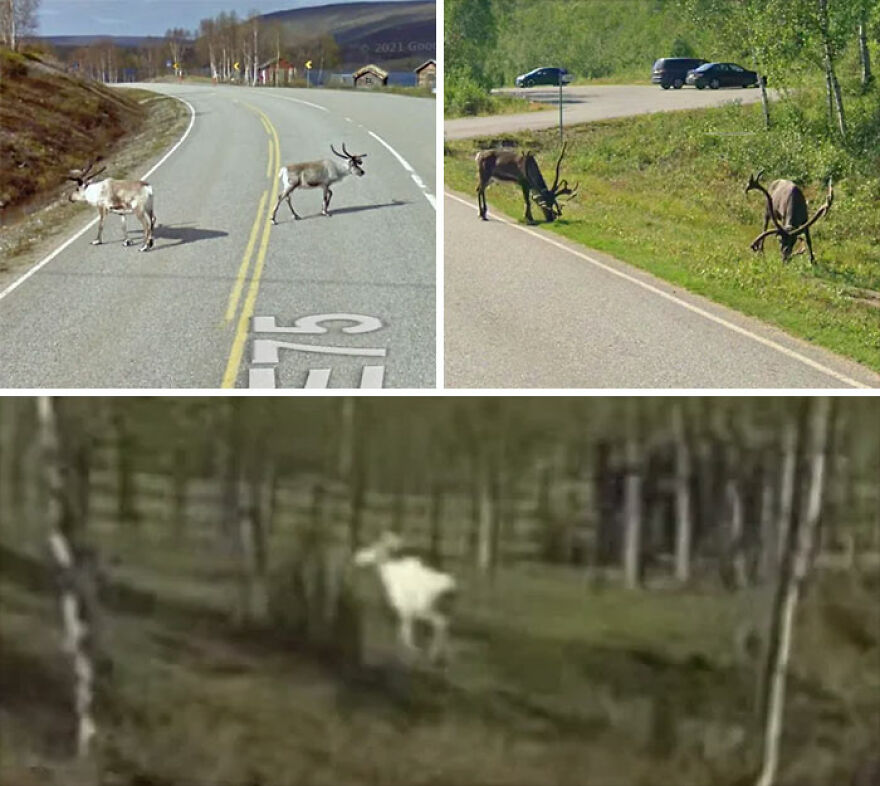 Multiple images of reindeers on or near a road, captured in funny Google Street View photos, showcasing bizarre wildlife sightings.