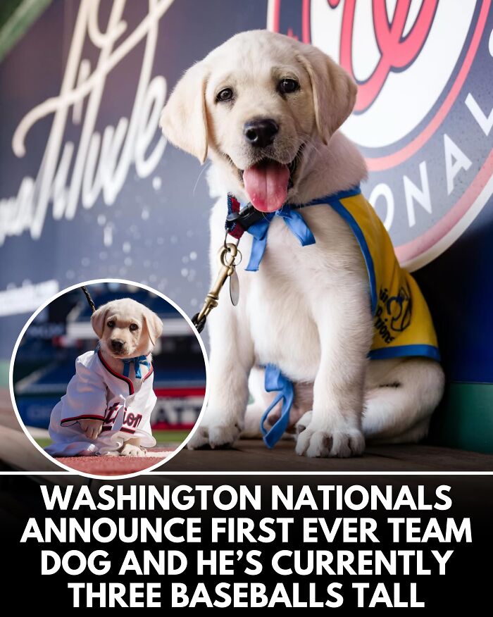 25 New Heartwarming Dog Stories That Prove Kindness Still Exists In The World