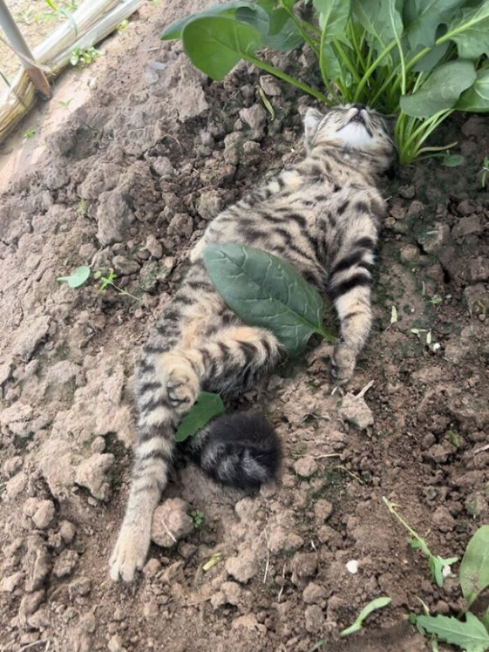 Funny pics with cats: A tabby cat lying on its back in the dirt under a plant, looking relaxed and comfortable.