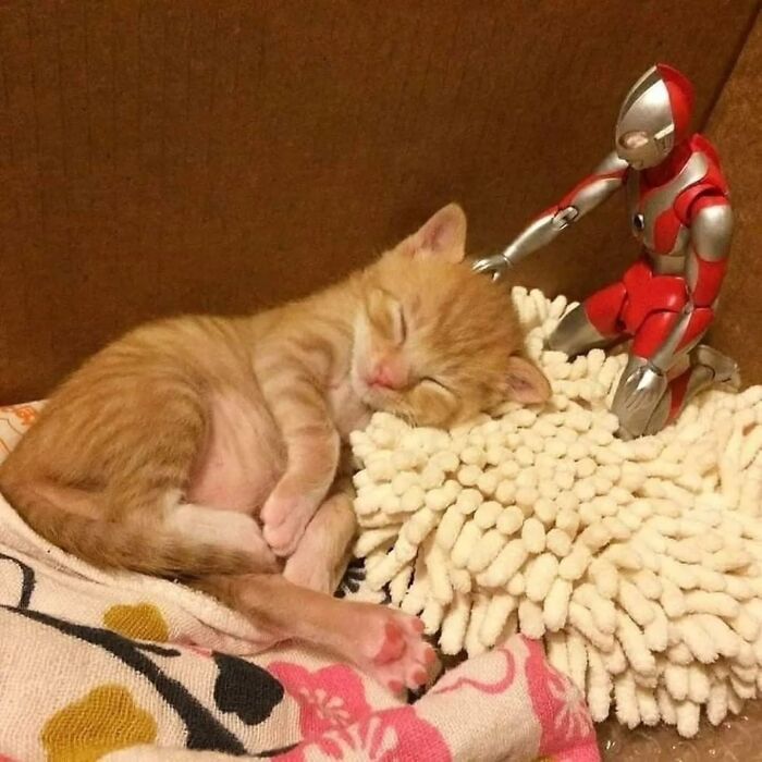A funny kitten sleeping soundly on a textured blanket, with a superhero action figure nearby.
