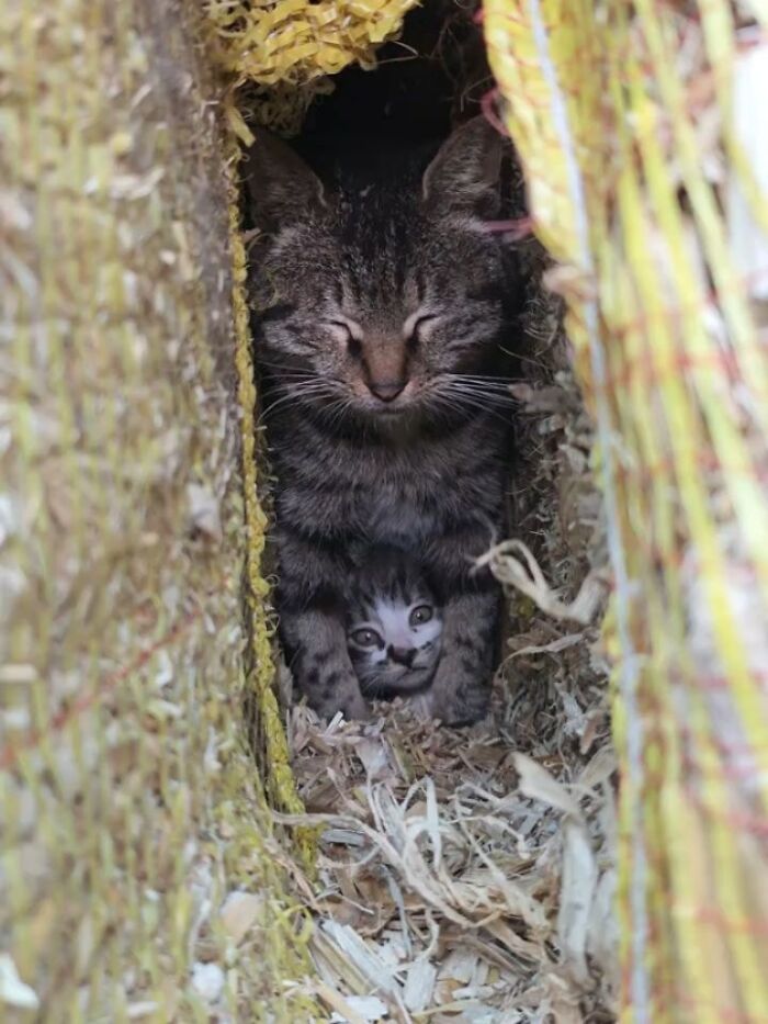 A funny cat and a small kitten peeking out from a cozy nest of straw.