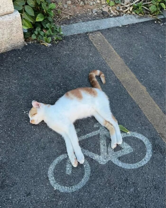 A funny pic of a white and orange cat napping on a bicycle symbol painted on asphalt, showing cats lack of respect.