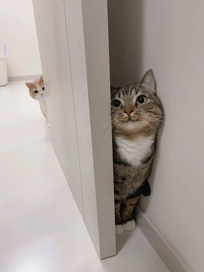 Two funny pics of cats peeking from behind a door and a wall, demonstrating cats' disregard for rules.
