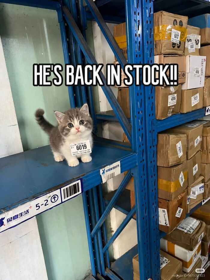 A funny pic of a tiny kitten labeled '6019' on a warehouse shelf, depicting cats having no respect for logic.