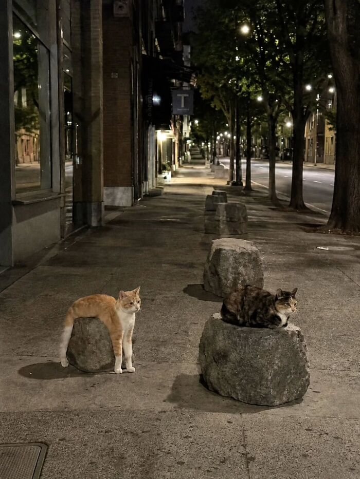 Two funny pics of cats, one stretching on a rock, another resting on a rock, showing cats' absolute disrespect.