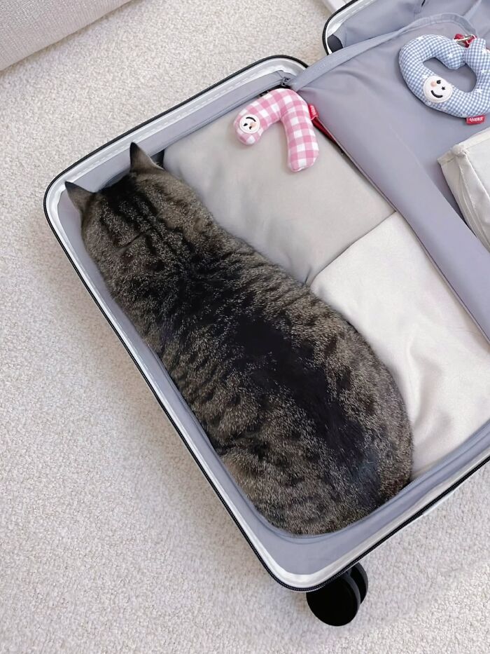 A funny pic of a tabby cat comfortably sleeping inside an open suitcase, illustrating cats' lack of respect for rules.