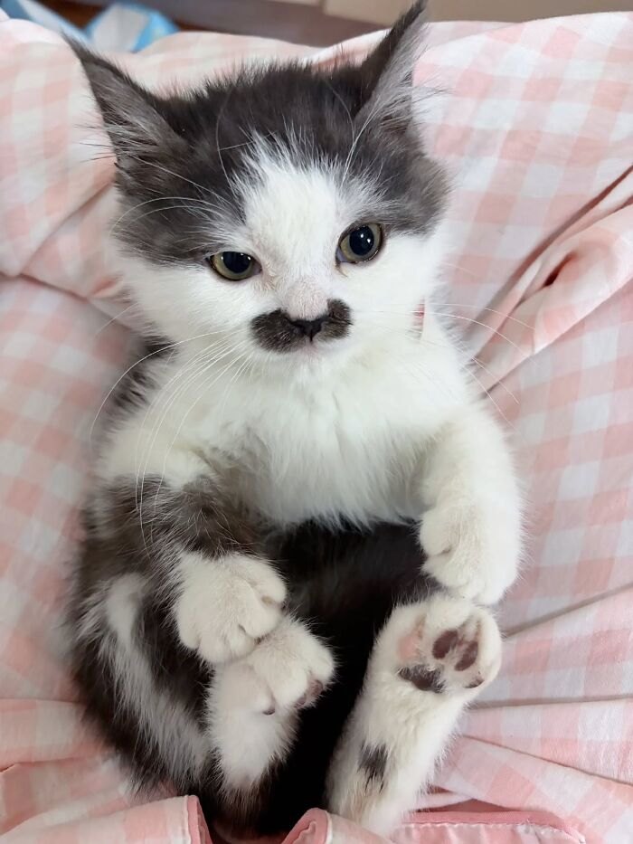 Funny pics with cats: A cute kitten with a unique mustache-like marking on its face, lying on a pink checkered blanket.