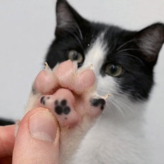 A person holding a funny cat's paw, revealing its pink beans and black spots.