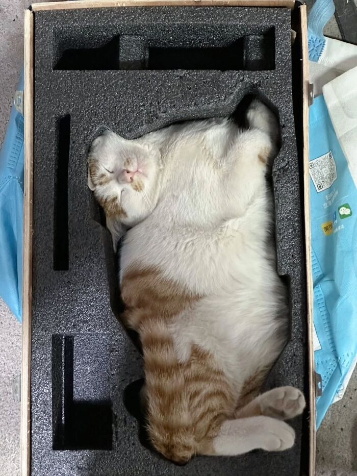 A funny cat curled up and sleeping inside a custom-fitted foam box.