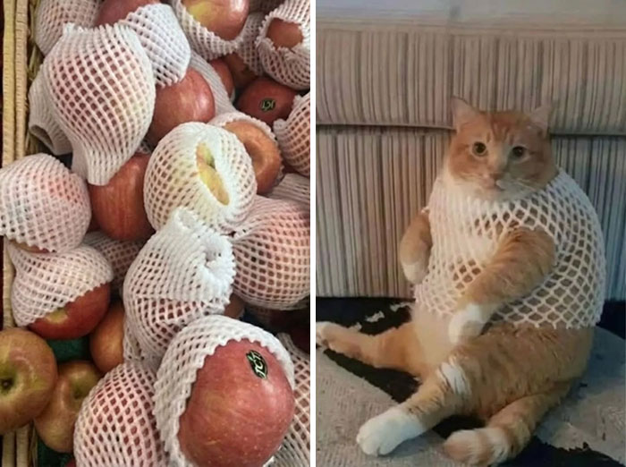 A funny cat wearing a fruit net next to a pile of apples with similar nets.