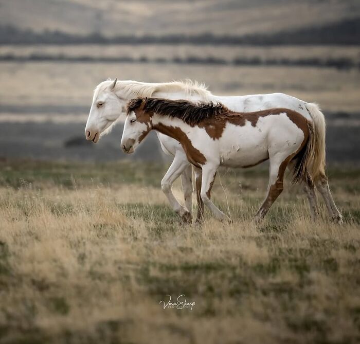 A white horse and a pinto foal walk side by side in a grassy field, displaying their grace.
