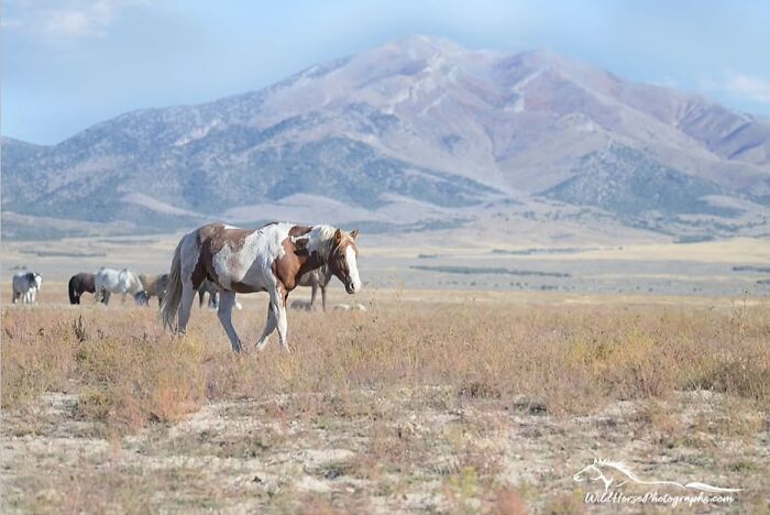 A majestic paint horse walks across a field with mountains in the background, exhibiting grace.