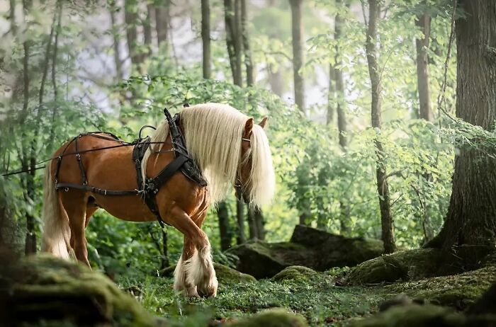 A powerful draft horse with a long mane in a forest, showing the strength and elegance of horses.