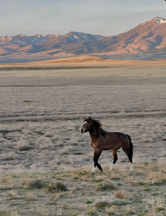 A majestic horse walks across a vast plain, showcasing its strength and grace against a backdrop of mountains.