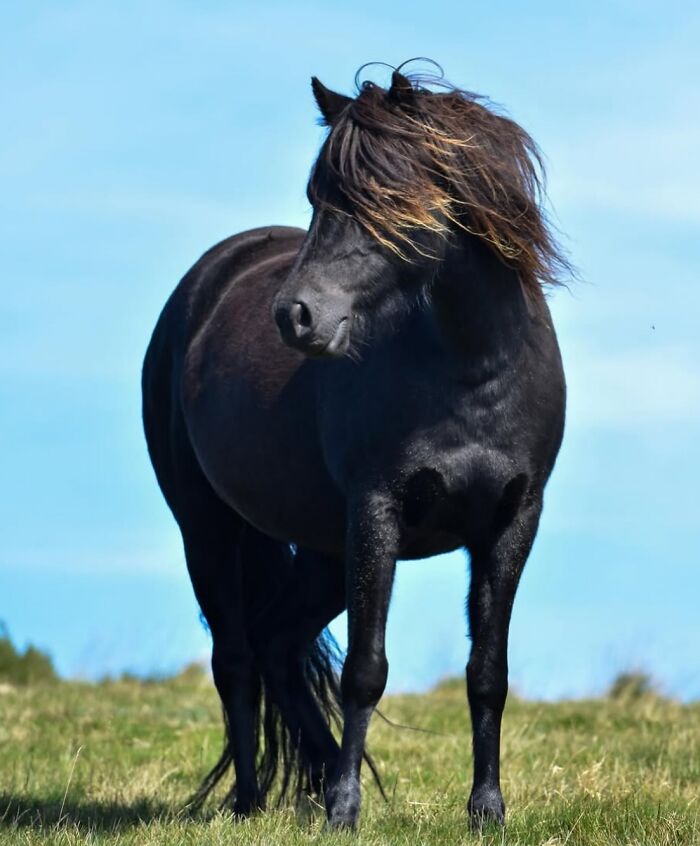 Black horse with flowing mane, showcasing its grace and elegance against a blue sky.