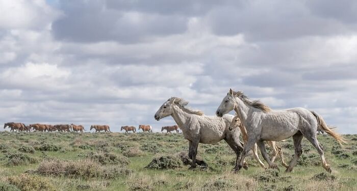 Wild horses gallop across a grassy field under a cloudy sky, illustrating their strength and elegance in motion.