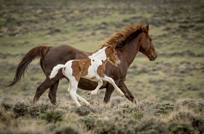 Brown mare and her spotted foal running together through a grassy field, showing the elegance of horses.