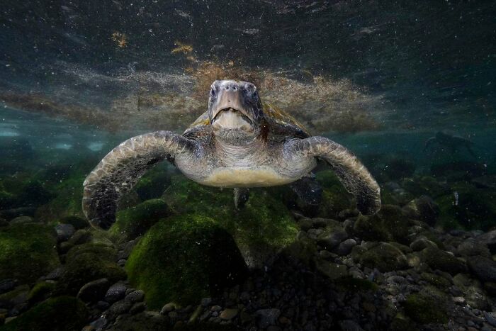 These Stunning Wildlife Photos From Sealegacy Show Why Our Planet Is Worth Protecting (45 Pics)