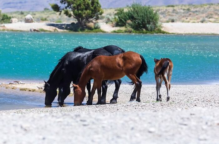Two adult horses and a foal drinking water from a vibrant turquoise lake, displaying their natural grace.