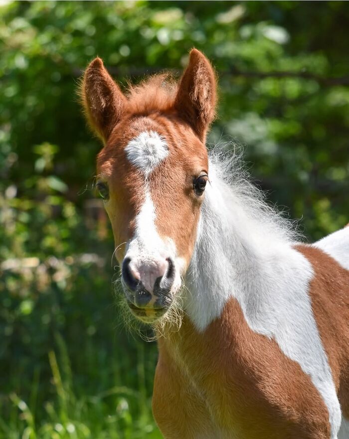 Close-up of a charming foal, demonstrating the beauty and grace of horses.