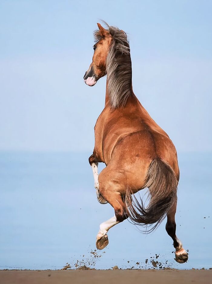 Brown horse rearing up with strength and elegance, kicking up sand on a beach.