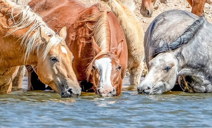 Several horses drink from a clear pool, with close-ups of their faces highlighting their calm strength and grace.