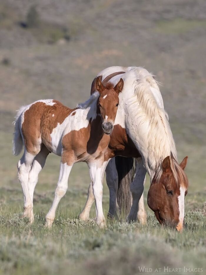 A mare and her foal graze peacefully in a field, demonstrating the gentle elegance and strength of horses.