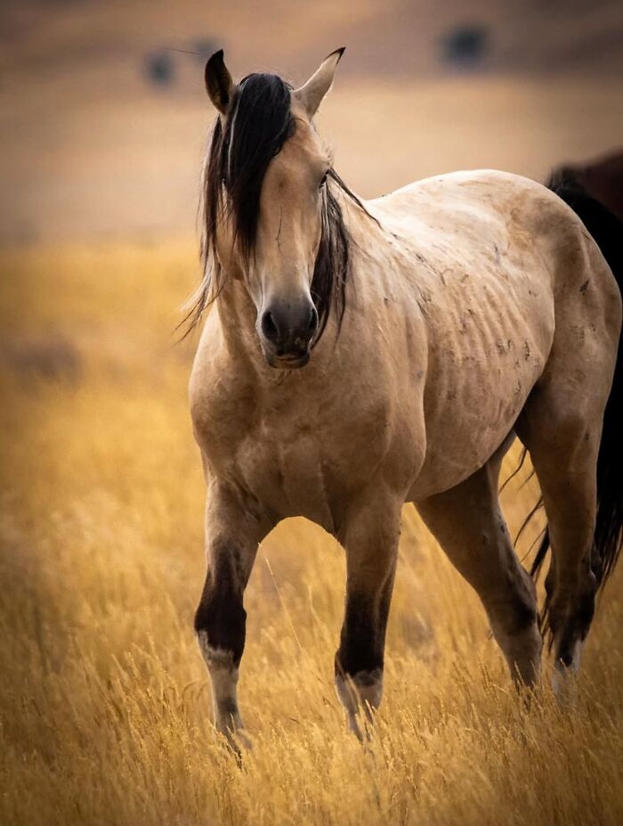 A powerful horse stands in a golden field of tall grass, displaying its inherent strength and elegant presence.