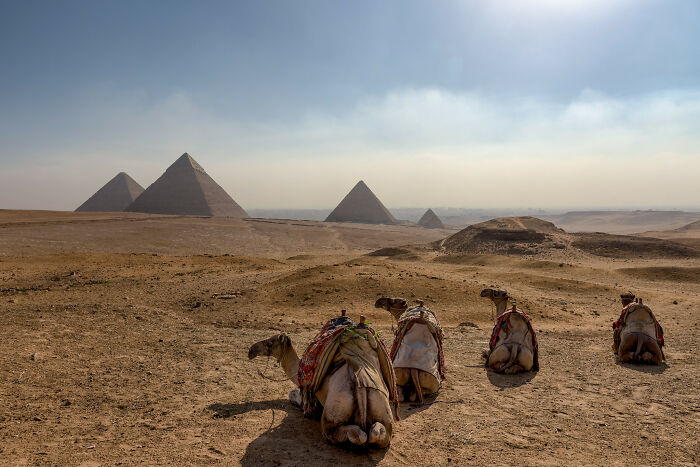 Camels resting in the desert with the Pyramids of Giza in the background, a surprising true fact.