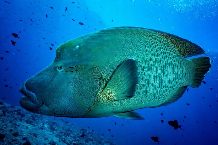 These Stunning Wildlife Photos From Sealegacy Show Why Our Planet Is Worth Protecting (45 Pics)