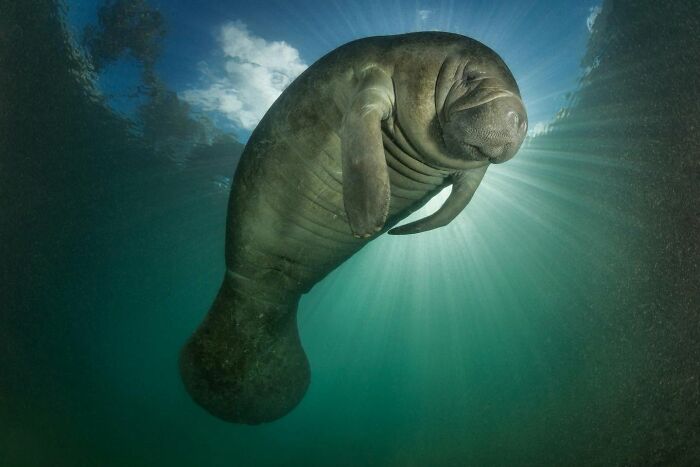 These Stunning Wildlife Photos From Sealegacy Show Why Our Planet Is Worth Protecting (45 Pics)