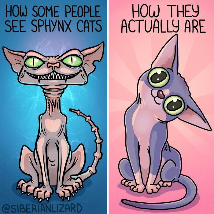A Siberian girl illustrates funny situations with a Sphynx cat, comparing how people see them versus how they actually are.