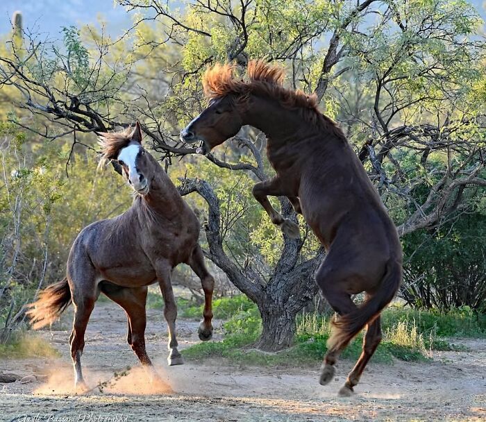 Two powerful horses displaying their strength and elegance during a playful interaction outdoors.
