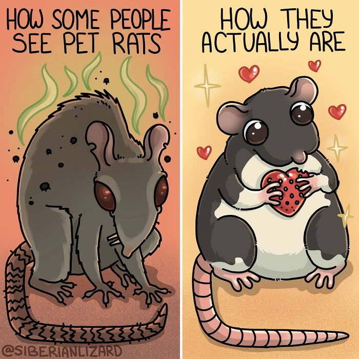 Siberian girl illustrates funny situations: two contrasting images of rats, how people see them vs. how they actually are.