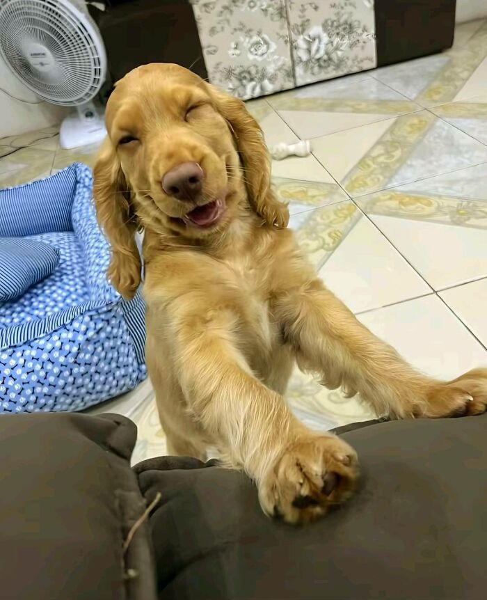 30 Adorable Dog Photos From “Cute Animal Photos To De-Stress” That Are Guaranteed To Brighten Your Day (New Pics)