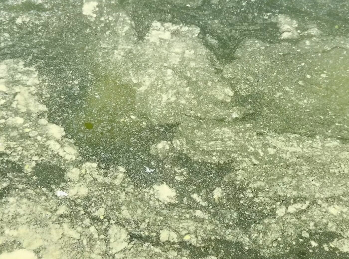 Close-up of the dirty Reflecting Pool water with visible algae and debris.