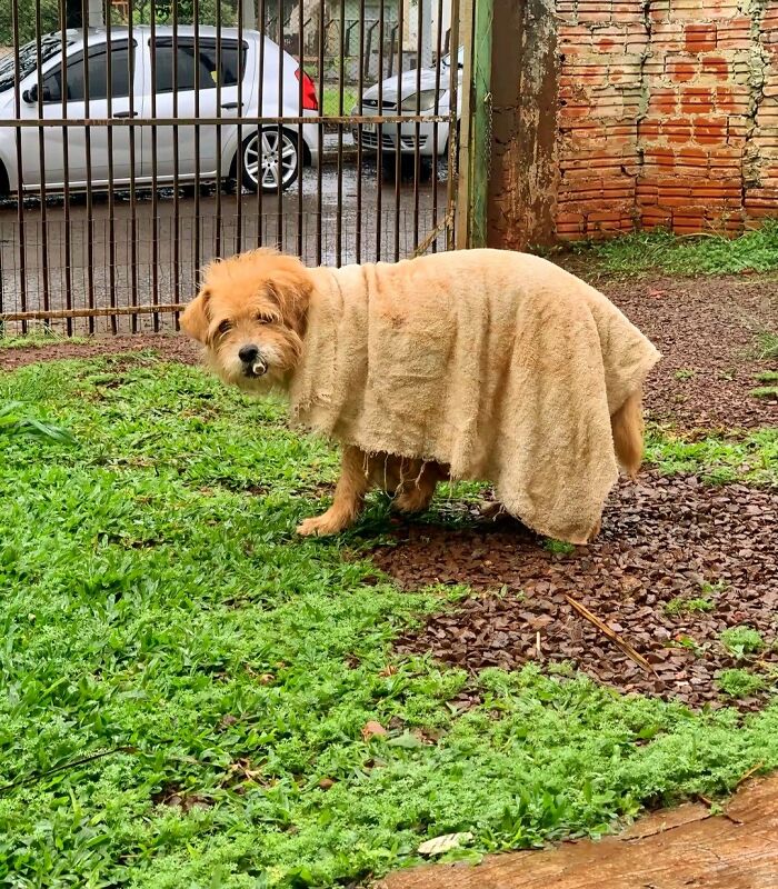 30 Adorable Dog Photos From “Cute Animal Photos To De-Stress” That Are Guaranteed To Brighten Your Day (New Pics)