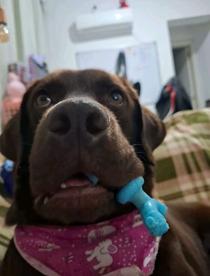 30 Adorable Dog Photos From “Cute Animal Photos To De-Stress” That Are Guaranteed To Brighten Your Day (New Pics)