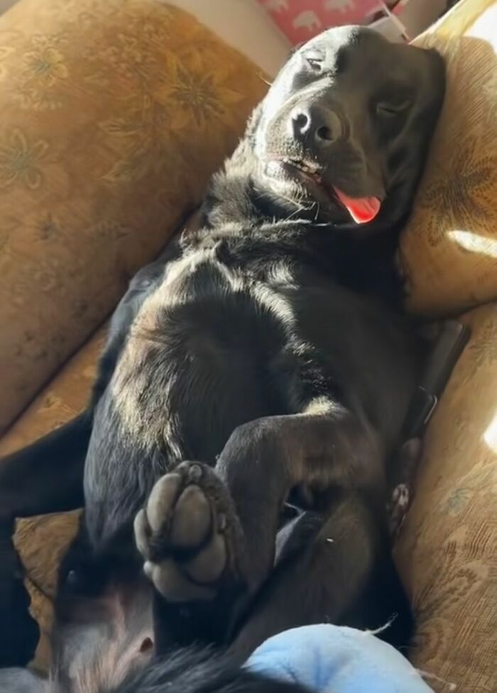30 Adorable Dog Photos From “Cute Animal Photos To De-Stress” That Are Guaranteed To Brighten Your Day (New Pics)