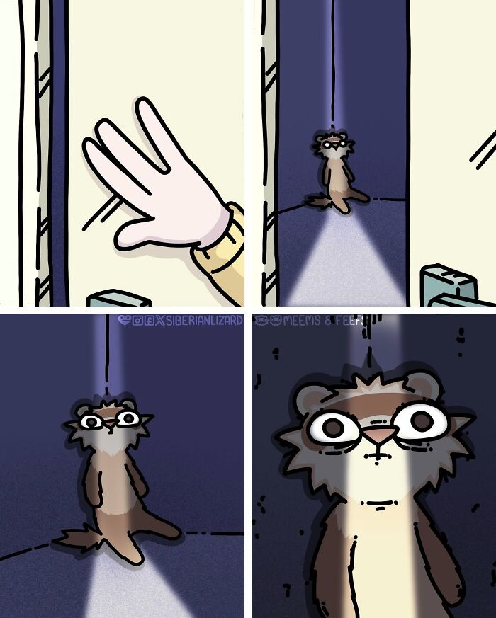 A comic strip showing a Siberian girl discovering one of her two ferrets in a humorous, spotlighted moment.