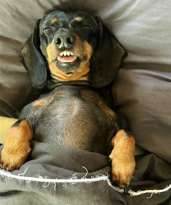 30 Adorable Dog Photos From “Cute Animal Photos To De-Stress” That Are Guaranteed To Brighten Your Day (New Pics)