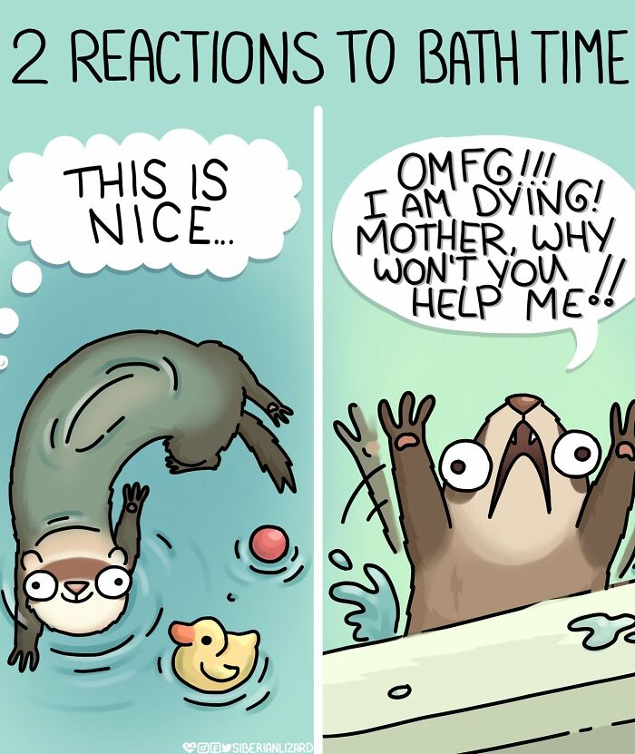 Siberian girl illustrates funny situations of ferrets: two reactions to bath time, one ferret enjoys, other panics.
