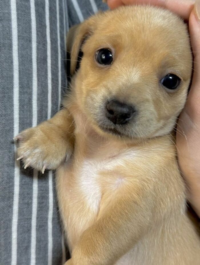 30 Adorable Dog Photos From “Cute Animal Photos To De-Stress” That Are Guaranteed To Brighten Your Day (New Pics)