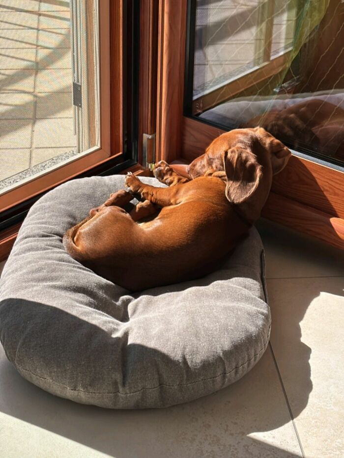 30 Adorable Dog Photos From “Cute Animal Photos To De-Stress” That Are Guaranteed To Brighten Your Day (New Pics)
